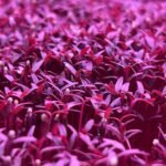 Red Garnet Amaranth