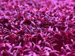 Red Garnet Amaranth