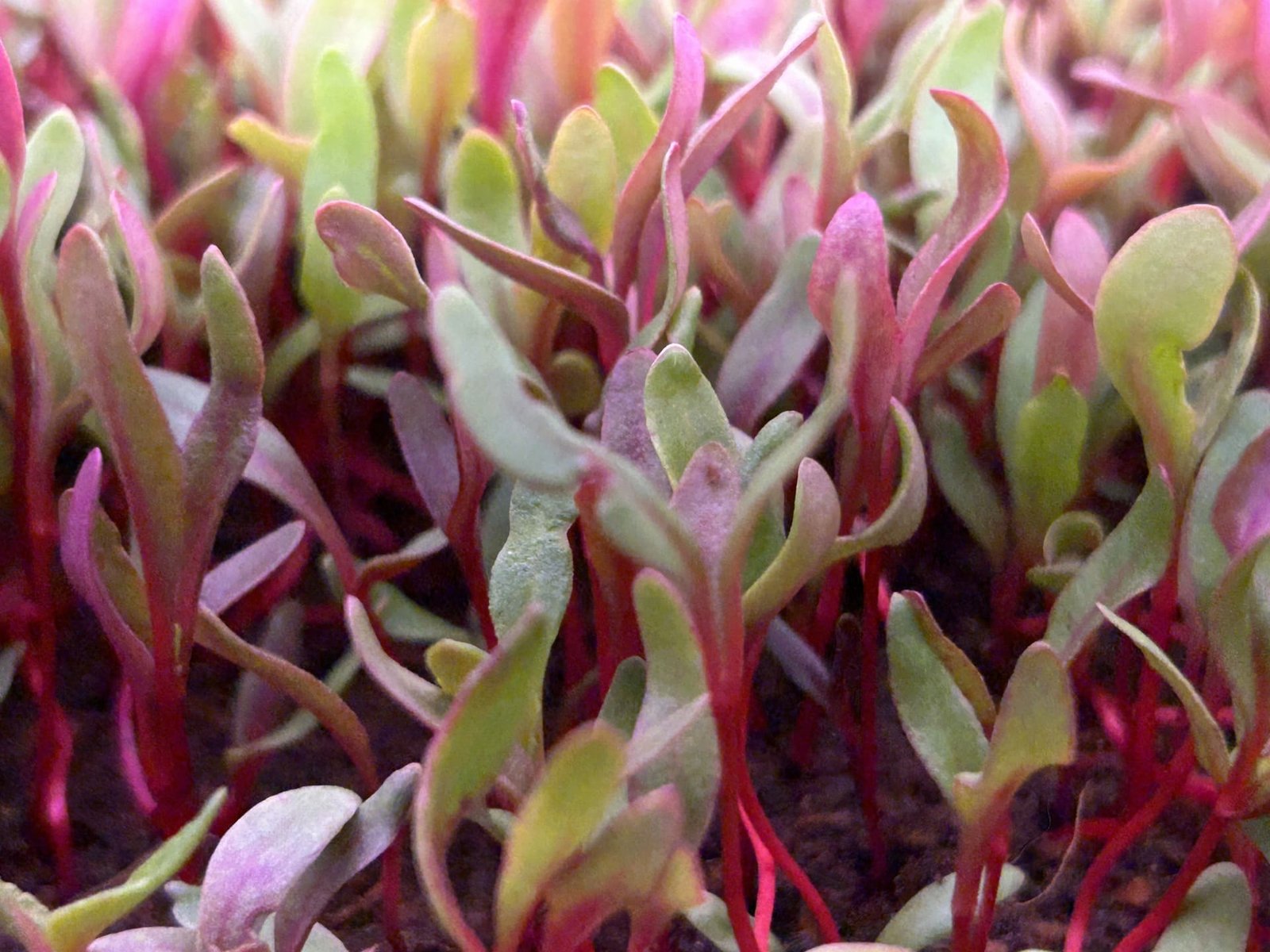 Ruby Red Swiss Chard