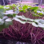 Purple Vienna Kolhrobi