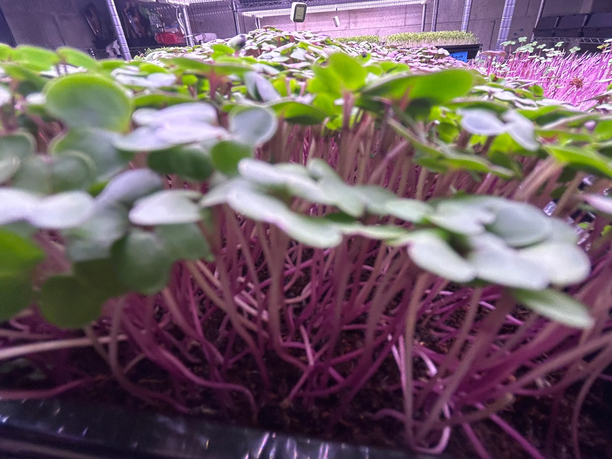 Purple Vienna Kolhrobi